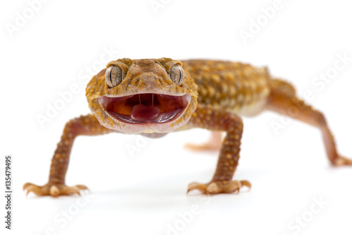 lizard gecko isolated dhite bacground © Dmitry