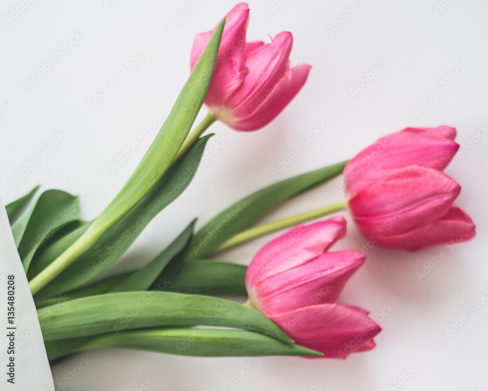 Pink Tulips Pink Tulips