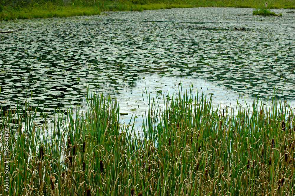 Obraz premium Dying Lake
