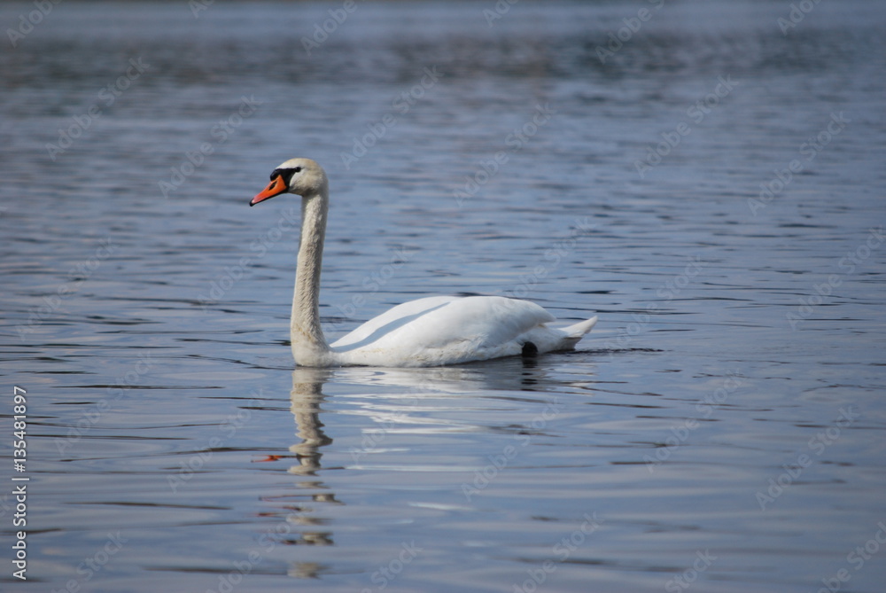swan ar river