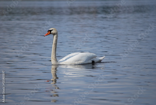 swan ar river