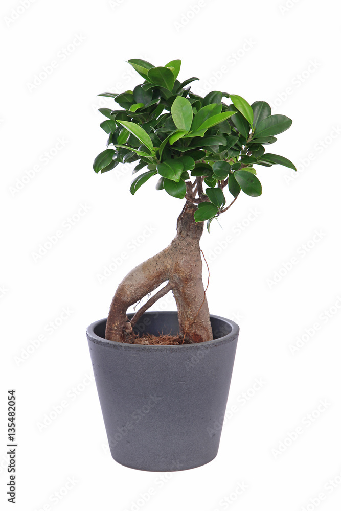 Ficus ginseng Stock Photo | Adobe Stock