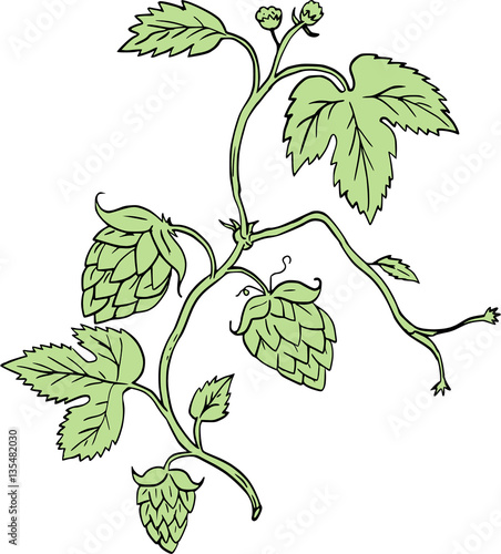 Hop Plant Climbing Drawing
