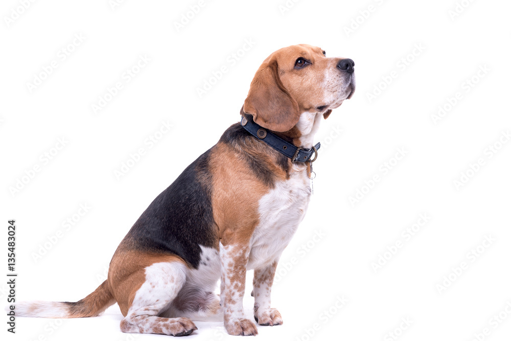 Cute beagle isolated