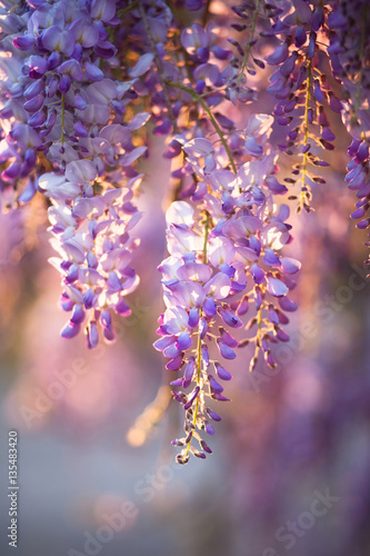 Konstfotografi Beautiful wisteria flowers are blooming in spring on the sunset