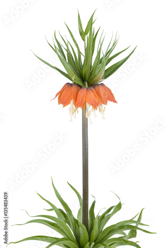 flower; background; white; closeup; single flower; orange; petal