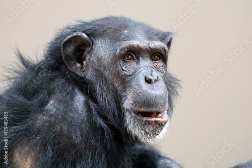 Chimpanzee © Edwin Butter