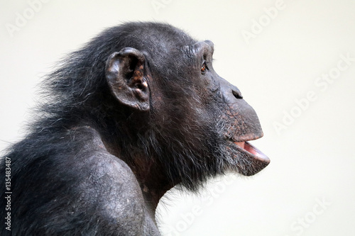 Bild auf Leinwand Chimpanzee