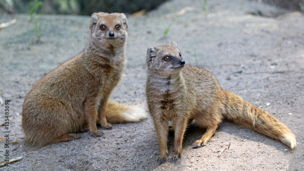 Fototapeta premium Mongoose