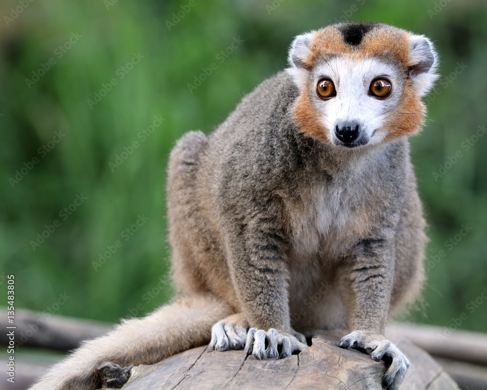 Obraz premium Crowned Lemur