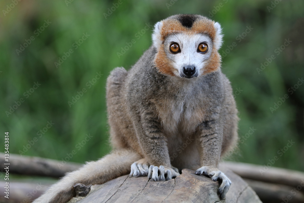 Fototapeta premium Crowned Lemur