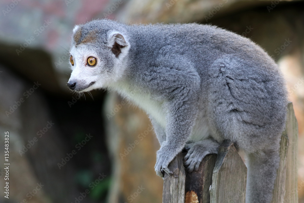 Fototapeta premium Crowned Lemur