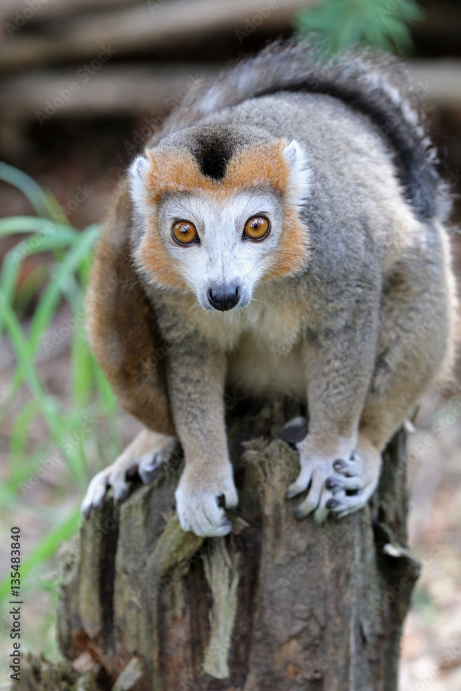 Obraz premium Crowned lemur