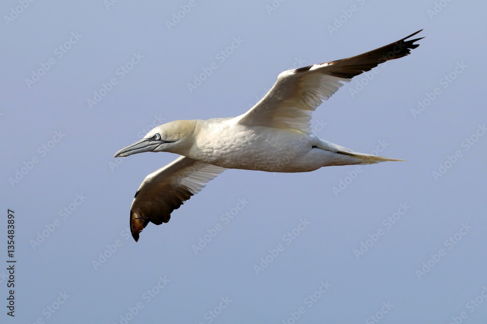 Fototapeta premium Northern gannet in flight