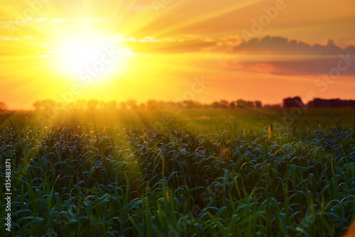 Beautiful sunset in summer field, wild landscape. Big sun in cloudy sky. Trees silhouette and grass. © soleg