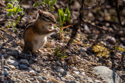 Tiny squirrel © Joke Beers-Blom