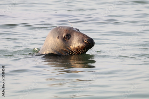 Grey Seal