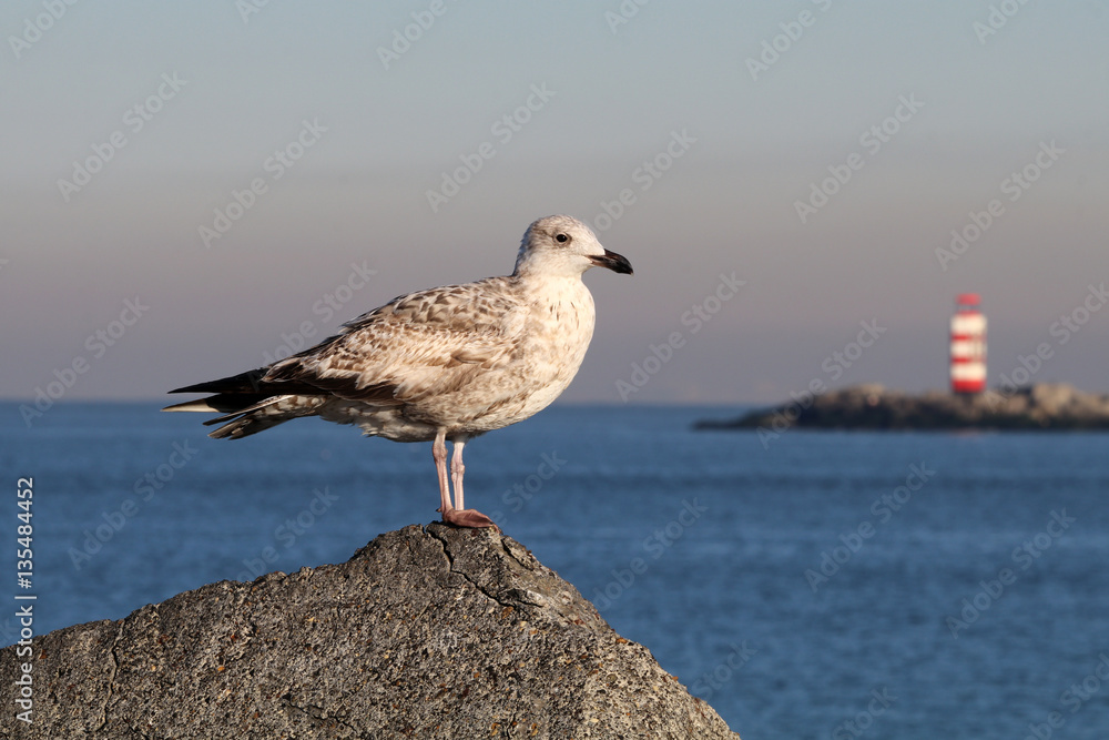Fototapeta premium Seagull