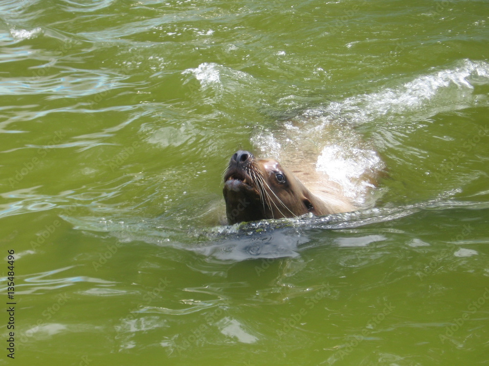 Fototapeta premium Fur seal
