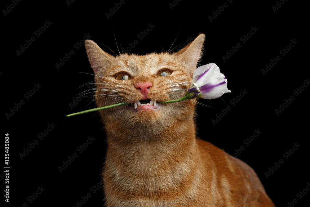 Close-up Portrait of Ginger Cat Lover Brought Flower as a gift in Mouth with smile isolated on black background, front view