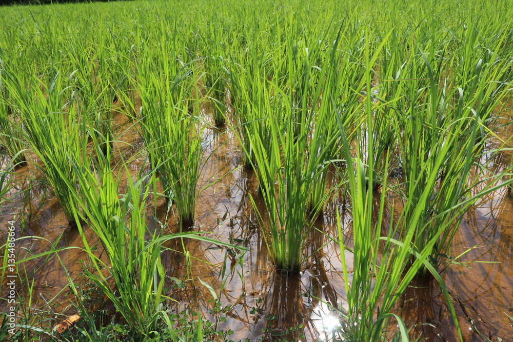 Obraz premium Rice growing