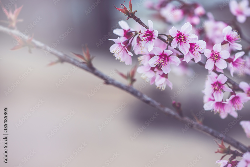 background nature Flower Valentine Prunus cerasoides