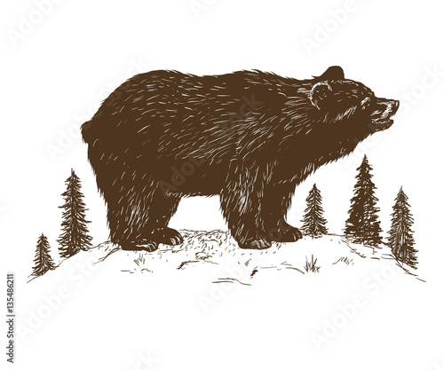 Brown bear symbol vector illustration