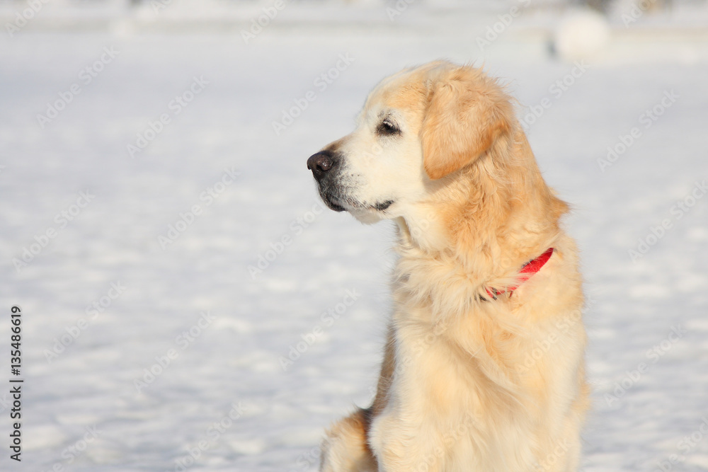 A beautiful, cute and cuddly golden retriever dog walking in a park on a sunny winter day
