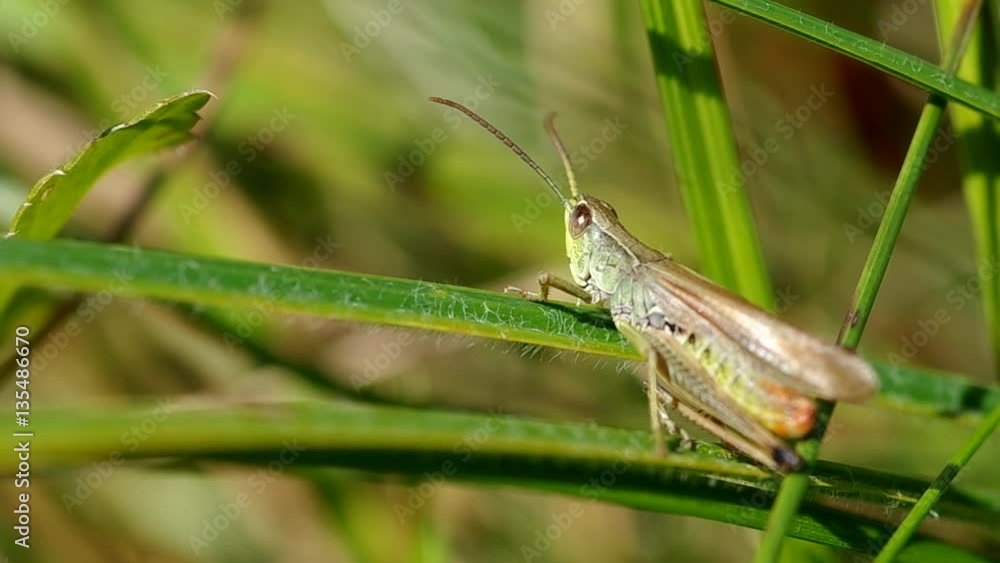 Grasshopper on the grass in a meadow in summer
Grasshopper on the grass in a meadow in summer