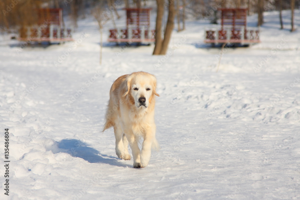 A beautiful, cute and cuddly golden retriever dog walking in a park on a sunny winter day