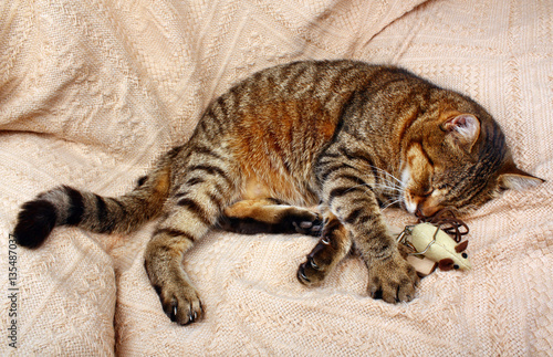Beautiful big cat slept with a toy mouse
