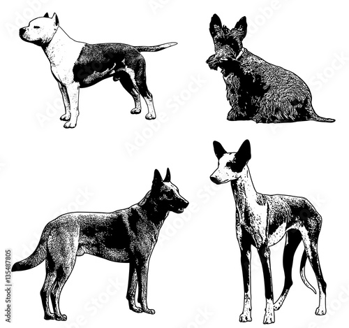 dog breeds sketch illustration - vector