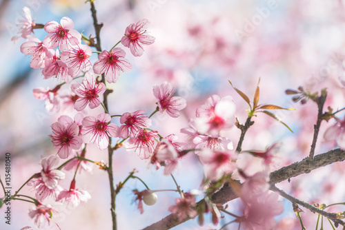 background nature Flower Valentine Prunus cerasoides