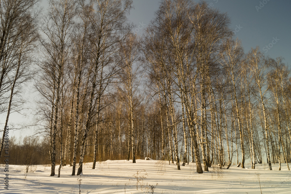 Fototapeta premium Winter landscape with birch by grove