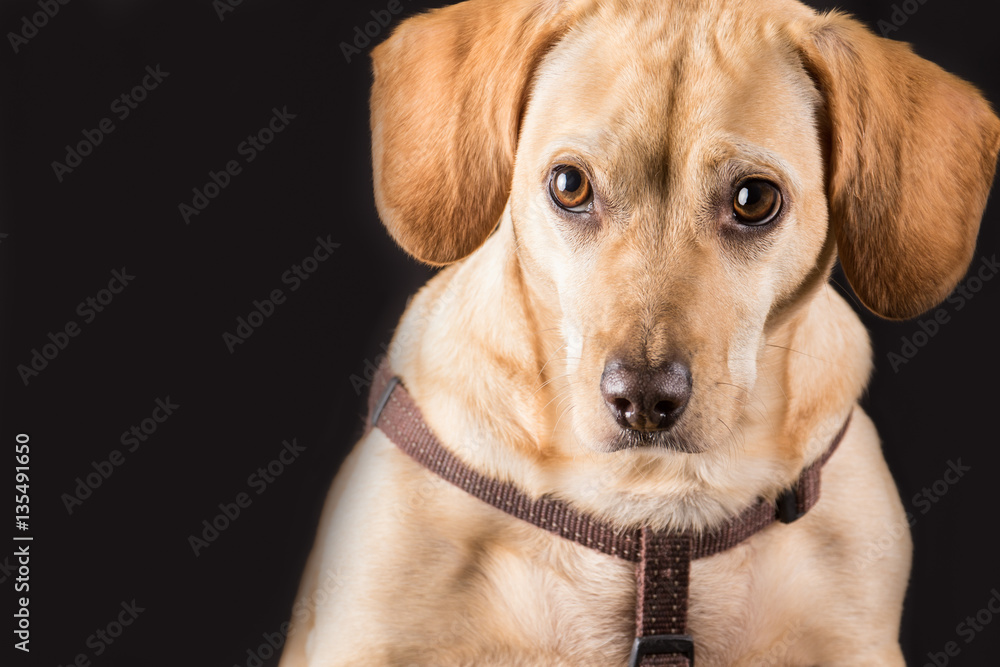Blonde Dachshund Black Background Blonde Dachshund Black Background