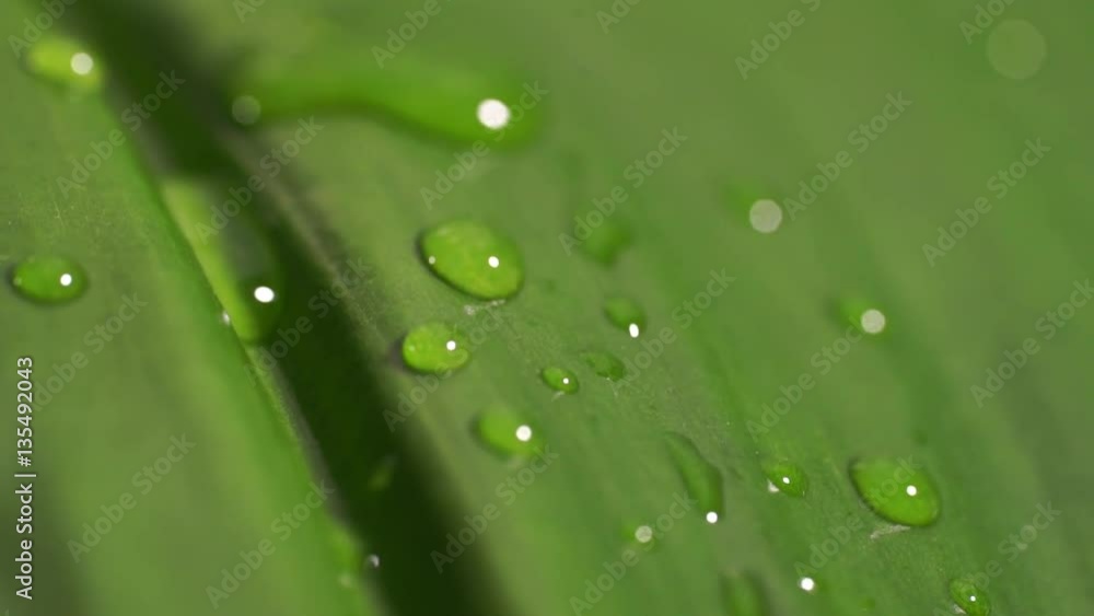 falling drops of water close-up on a leaf of a plant. Macro shot with shallow depth of field falling drops of water close-up on a leaf of a plant. Macro shot with shallow depth of field