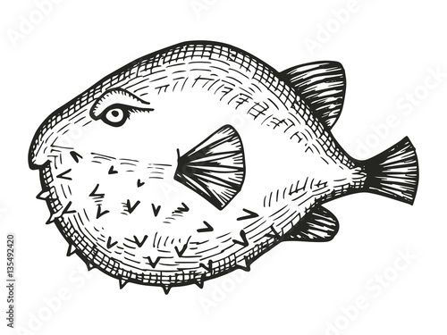 puffer fish cartoon sketch. vector illustration