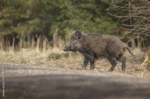 Young boar crossing a forest trail