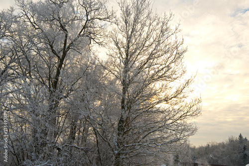 photo of a tree with snow on branches and the sunrise in the background