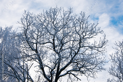 Wallpaper Mural photograph of a detail of a tree with snow on branches Torontodigital.ca