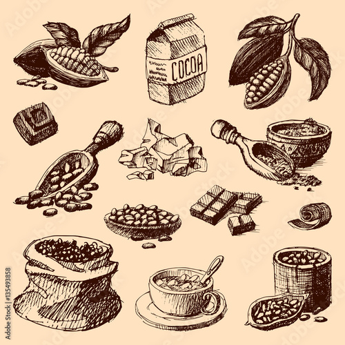 Vector cocoa hand drawn sketch illustration.