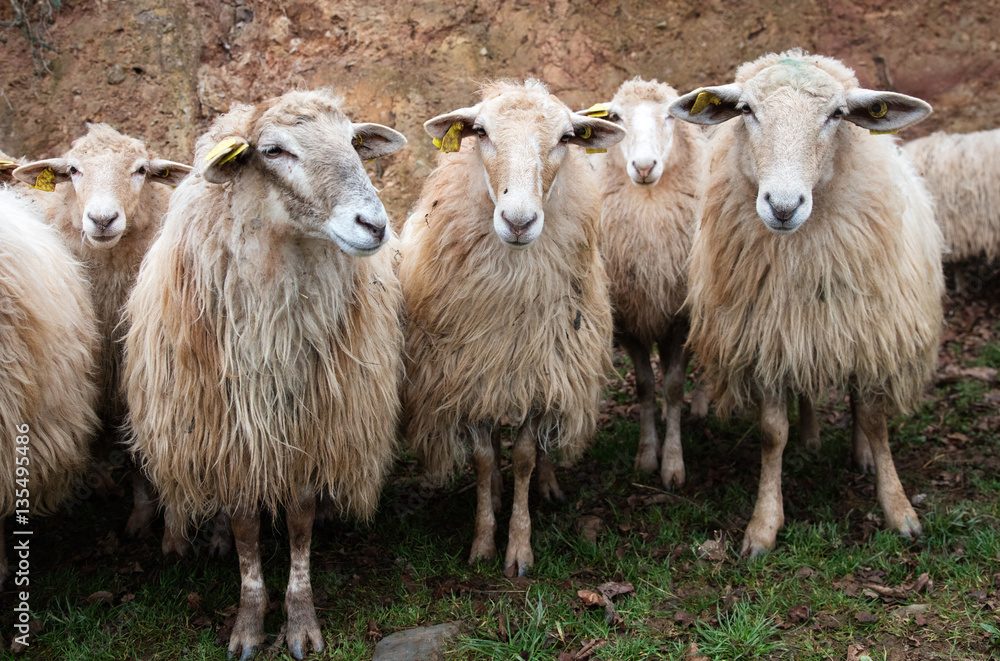 group of long wool hair sheep waiting with curiosity