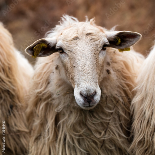 a beautiful long wool hair sheep looking at the camera