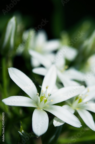 Ornitohalum small white spring flower