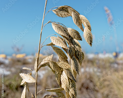 Fotografija Sea oat on the dune