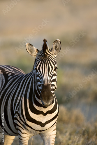 Zebra in Namibia  