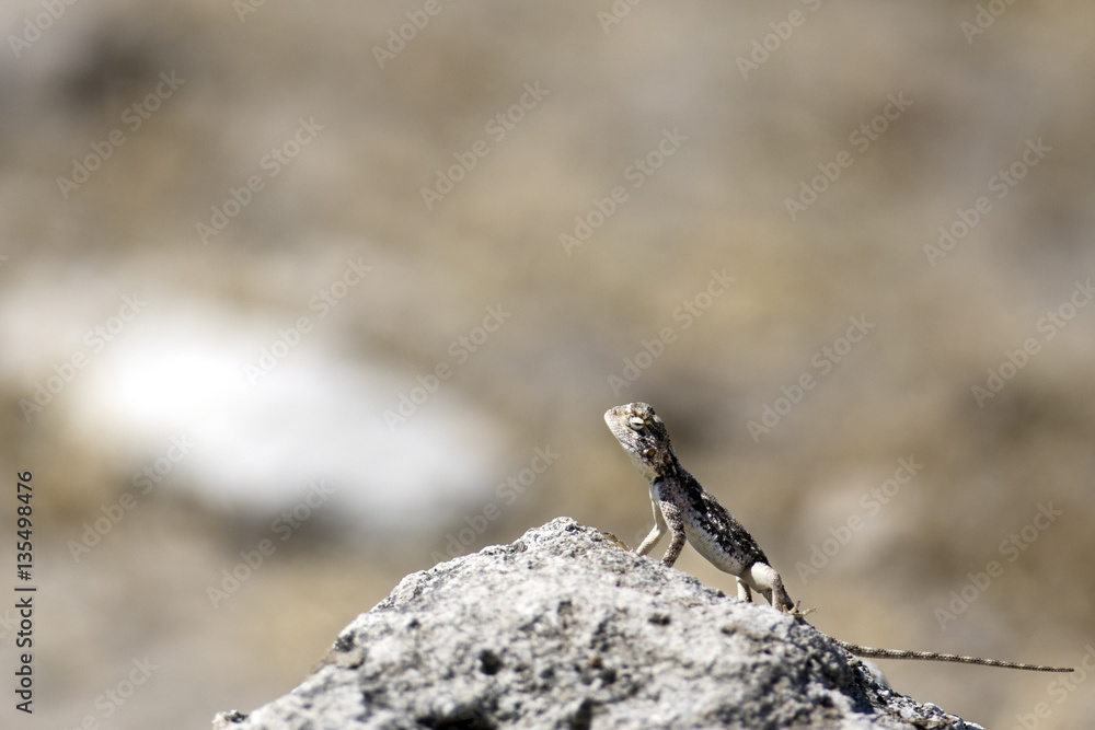 Agama Agama
