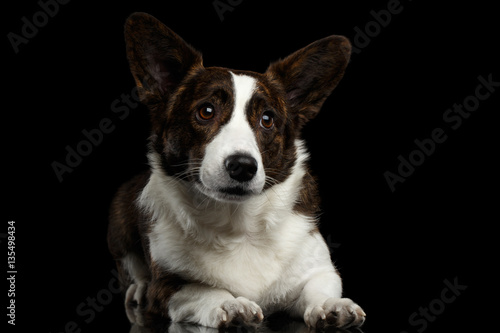 Brown Welsh Corgi Cardigan Dog Lying on Isolated Black Background, front view