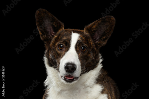 Close-up portrait of Brown with white Welsh Corgi Cardigan Dog, Curious face looking in camera, opened mouth on Isolated Black Background, front view