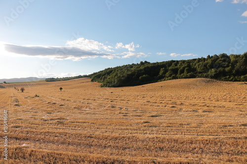 golden field after harvest